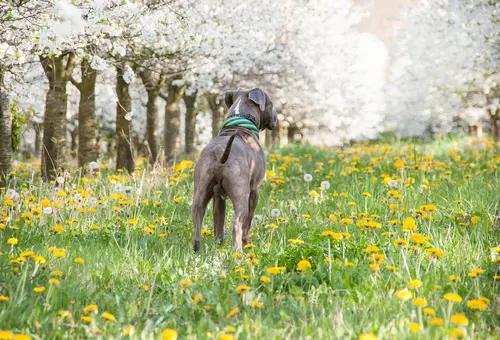 Ein Hund steht in einer Blumenwiese, die von weißblühenden Bäumen umgeben ist.