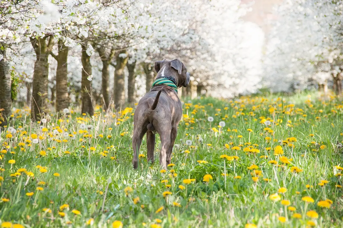 Ein Hund steht in einer Blumenwiese, die von weißblühenden Bäumen umgeben ist.
