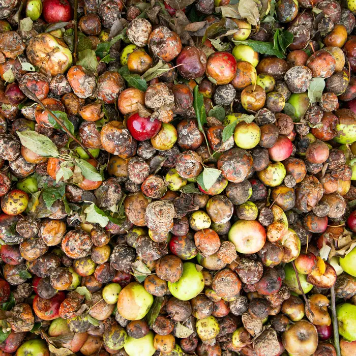Eine große Menge Obst und Gemüse - offensichtlich auf dem Müll 
