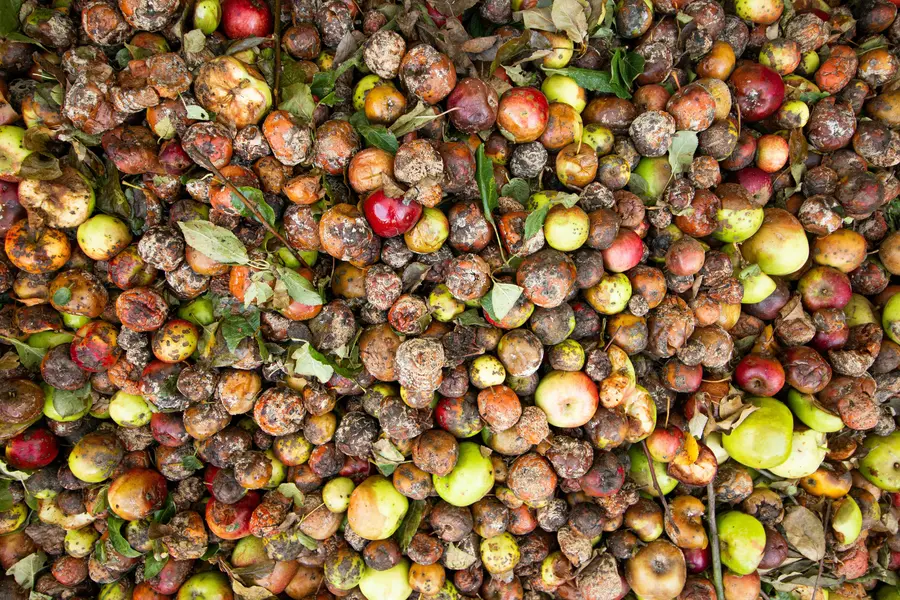 Eine große Menge Obst und Gemüse - offensichtlich auf dem Müll 