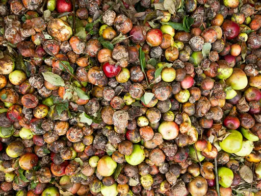 Eine große Menge Obst und Gemüse - offensichtlich auf dem Müll