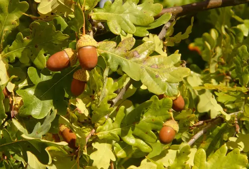 Nahaufnahme von Eichenblättern und Eicheln am Baum