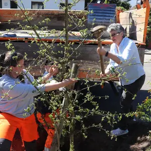 Mitarbeiterin hält Baum, Huber treibt Haltepflock in die Erde. 
