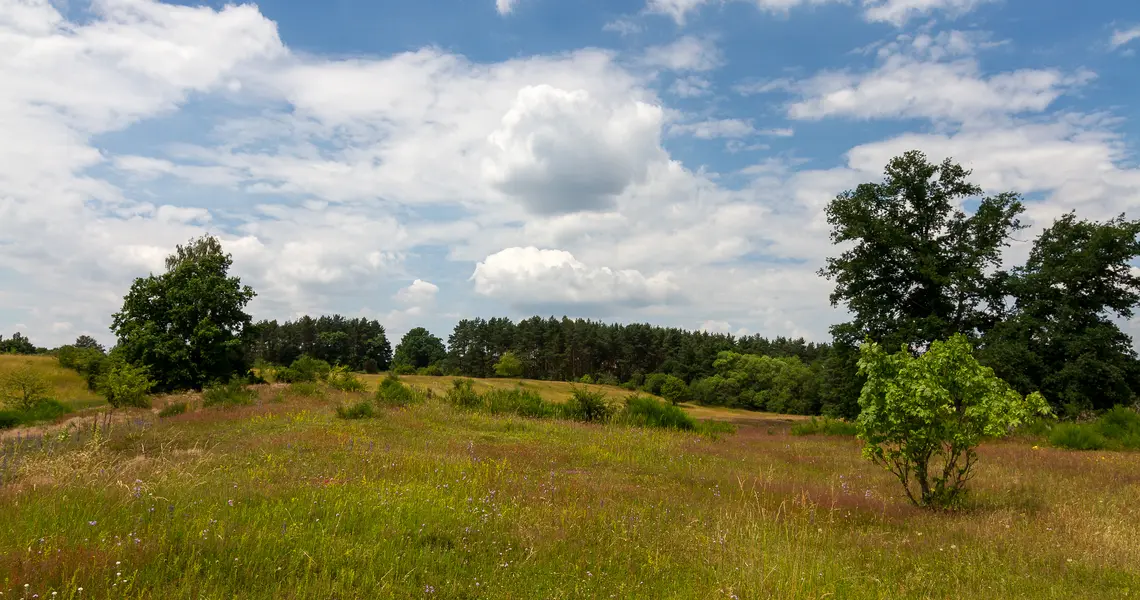 Wiese im Hainberg im Sommer