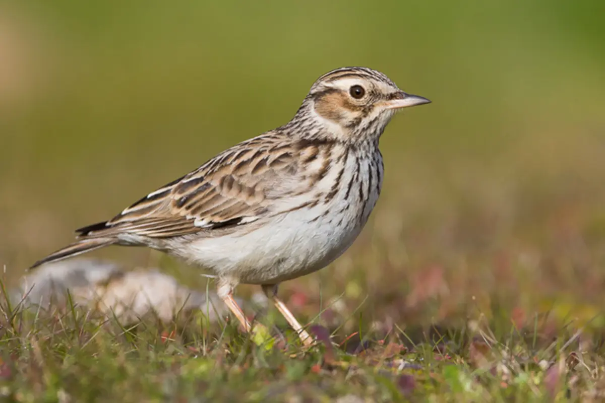 Kleiner braunweißer Vogel im Gras