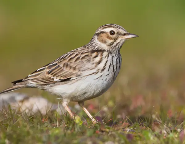 Kleiner braunweißer Vogel im Gras 