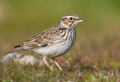Kleiner braunweißer Vogel im Gras 
