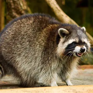 Ein Waschbär mit gefletschten Zähnen.