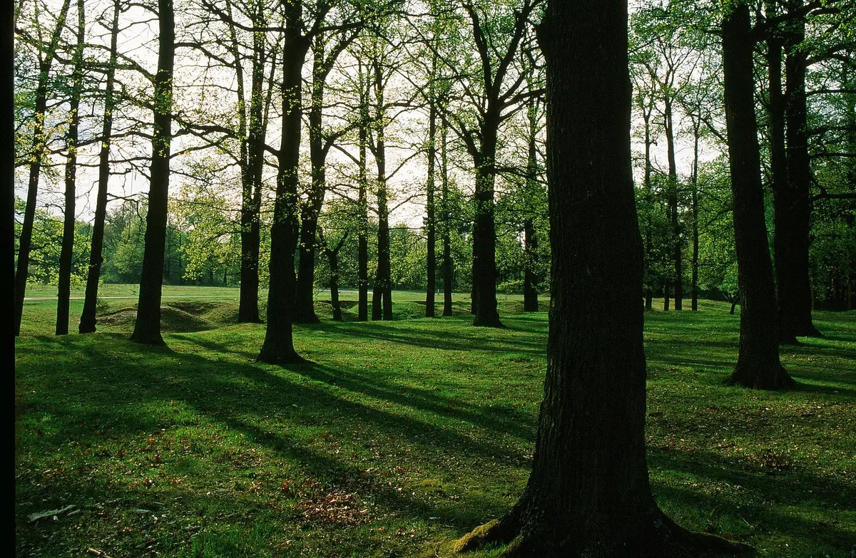 Blick in einen Wald, das Sonnenlicht fällt von links durch die Baumstämme