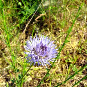Bild einer blauen Blume im Gras