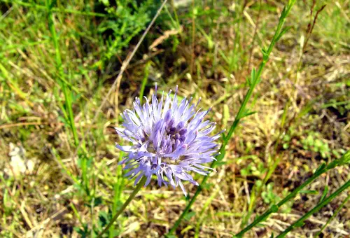 Bild einer blauen Blume im Gras
