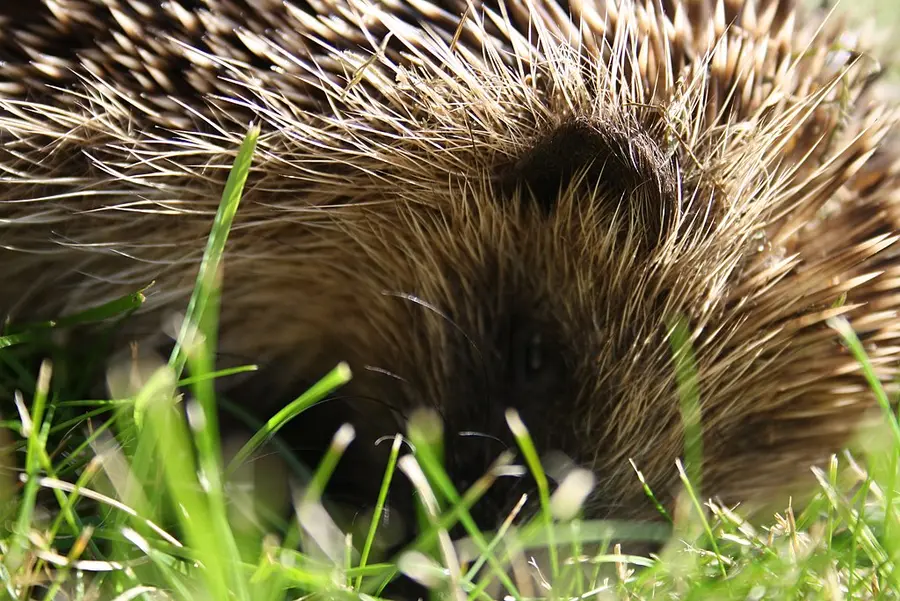 Nahaufnahme eines Igels im Gras 