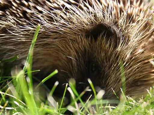 Nahaufnahme eines Igels im Gras 