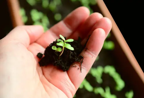 Eine Hand hält eine Jungpflanze