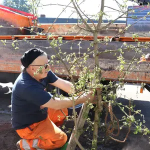 Mann in Arbeitshose bindet Baum an Pflock fest. 