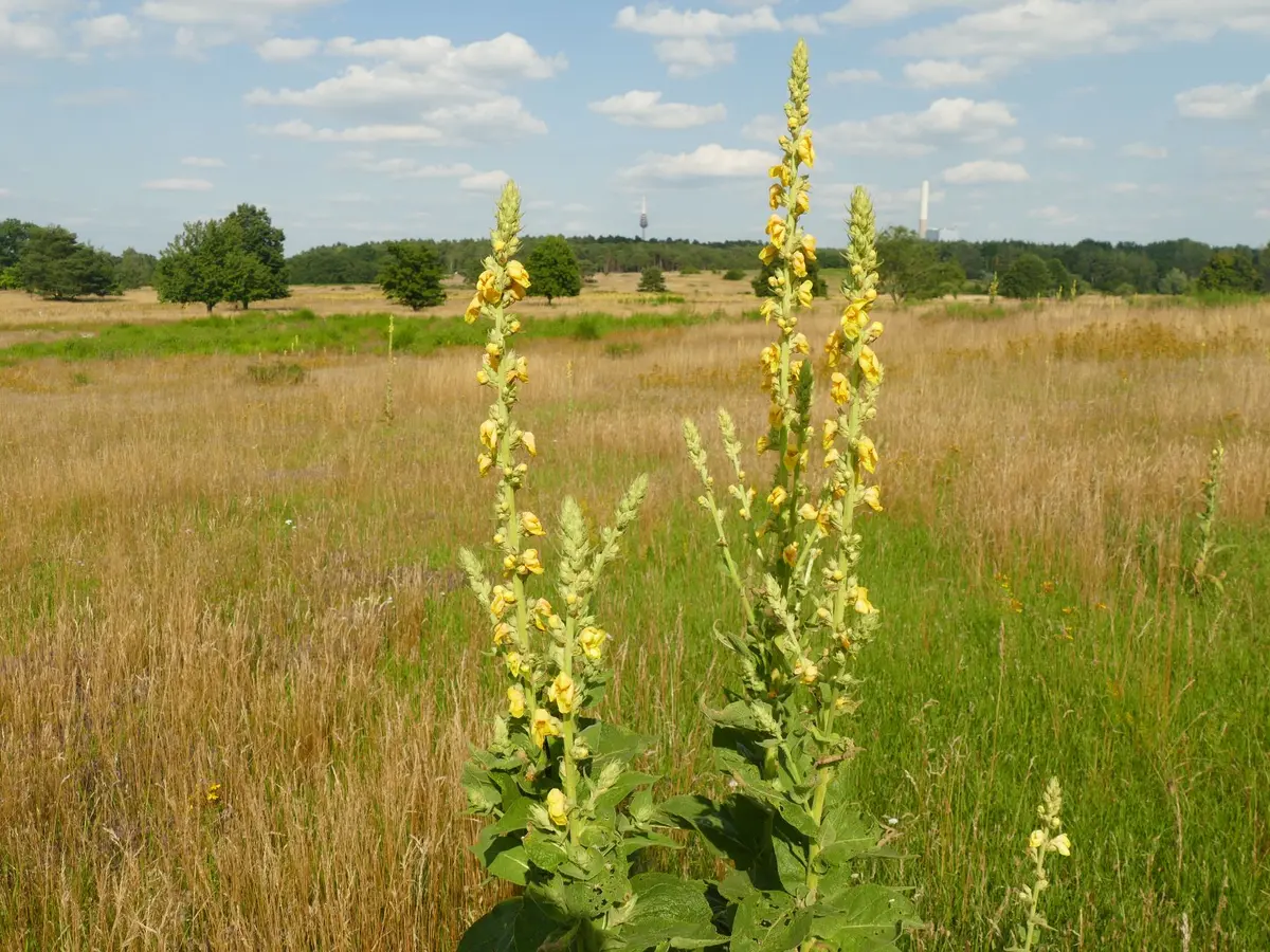 Kleinblütige Königskerze im Vordergrund, die Graslandschaft des Hainbergs im Hintergrund.