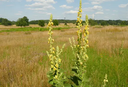 Kleinblütige Königskerze im Vordergrund, die Graslandschaft des Hainbergs im Hintergrund.