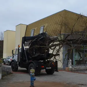 Die Linde ist transportfertig auf der Ladefläche des Spezialfahrzeuges