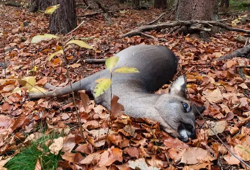 Totes Reh im Wald