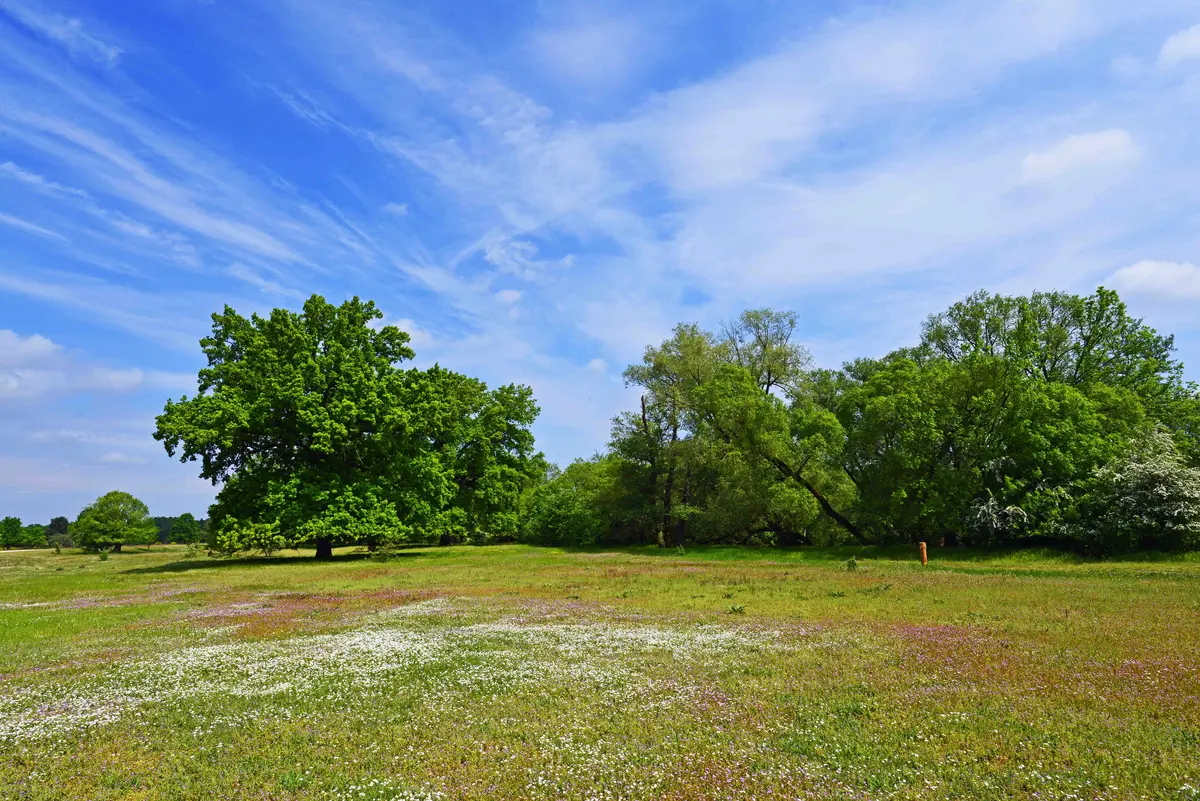 Blühende Blumenwiese mit Bäumen im Hintergrund bei strahlendem Sonnenschein mit blauem Himmel und leichten Schleierwolken