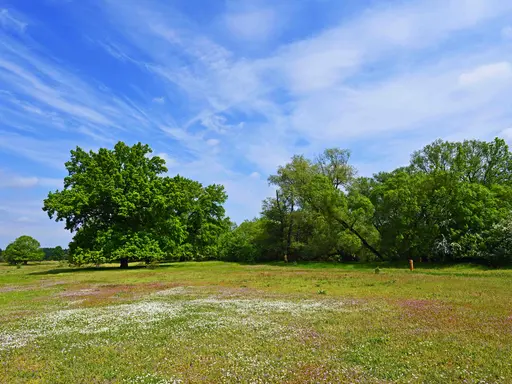 Blühende Blumenwiese mit Bäumen im Hintergrund bei strahlendem Sonnenschein mit blauem Himmel und leichten Schleierwolken