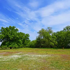 Blühende Blumenwiese mit Bäumen im Hintergrund bei strahlendem Sonnenschein mit blauem Himmel und leichten Schleierwolken