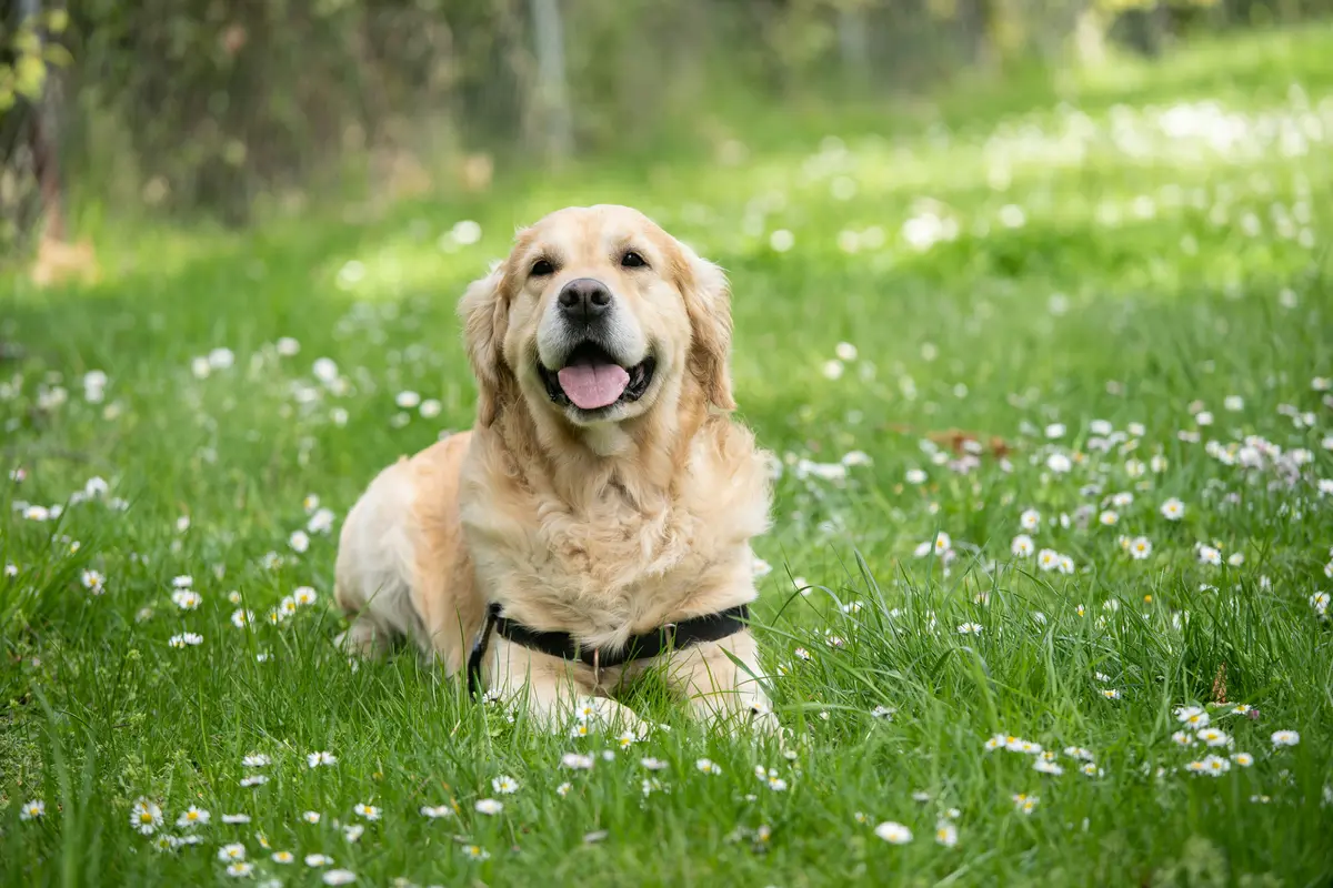 Ein Golden Retriever liegt in einer Wiese 