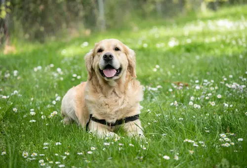 Ein Golden Retriever liegt in einer Wiese 