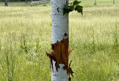 Baum mit großflächig abgewetzter Rinde