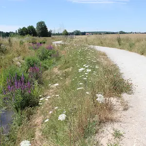 Walter-Weichlein-Weg mit renaturiertem Bachlauf links.