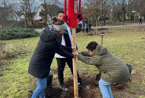 Drei Personen setzen einen jungen Baum kräftig in ein Pflanzloch. 