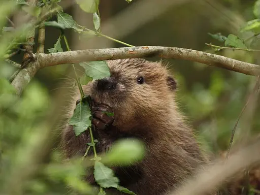 Nahaufnahme eines Bibers durch grünes Laub 