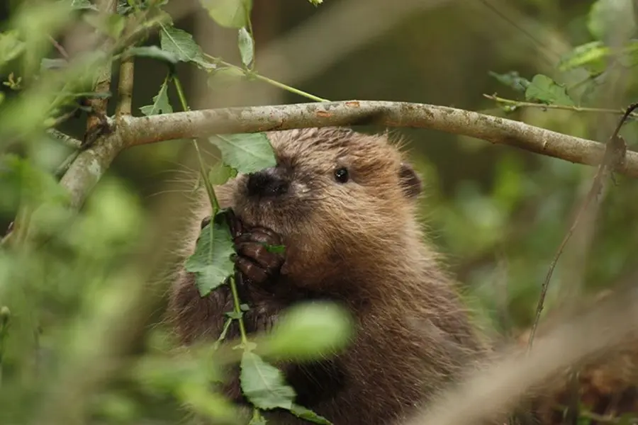 Der Biber ist nicht nur putzig, sondern auch nützlich. Alle Infos über die geschützten Nager gibt es in der vhs. Nahaufnahme eines Bibers durch grünes Laub