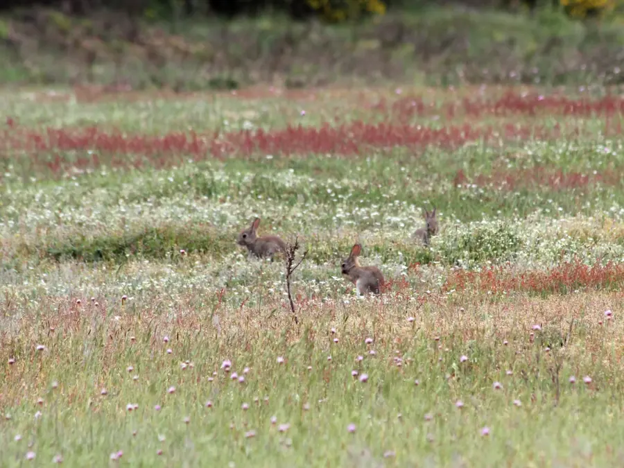 Hasenpaar auf Wiese