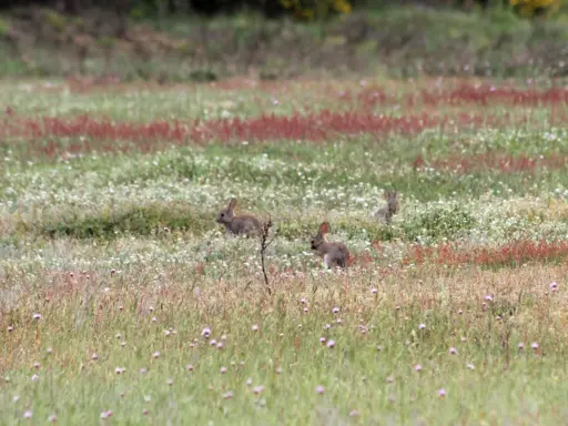Hasenpaar auf Wiese