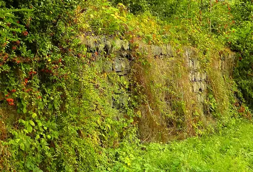 Symbolfoto einer eine Mauer überwuchernden Hecke