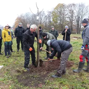3 Personen setzen Baum in Pflanzloch 