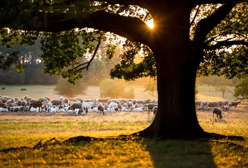 Im Vordergrund Baum und im HIntergrund eine Schafherde