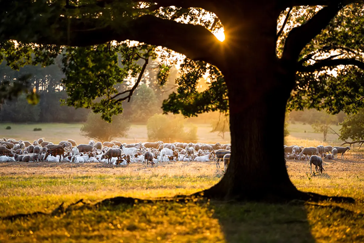 Im Vordergrund Baum und im HIntergrund eine Schafherde