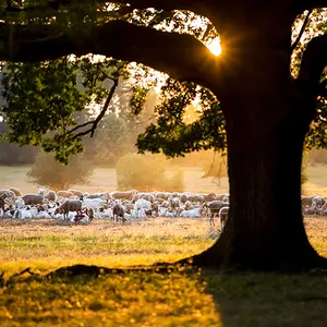 Im Vordergrund Baum und im HIntergrund eine Schafherde