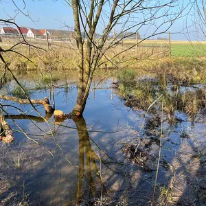 Aufgestautes Wasser vor dem Biberdamm