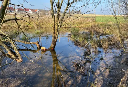 Aufgestautes Wasser vor dem Biberdamm