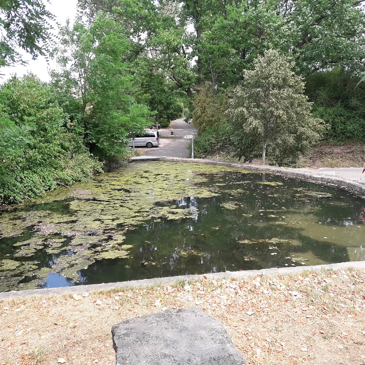 Das Becken enthält Algenbewuchs an der Wasseroberfläche