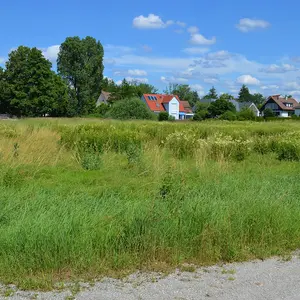 Wiese mit hohem Gras blüht in voller Pracht