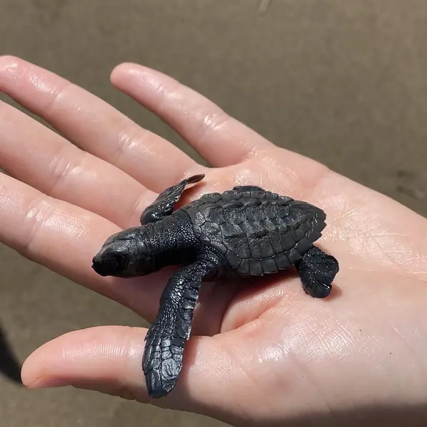 kleine Wasserschildkröte auf einer Hand 