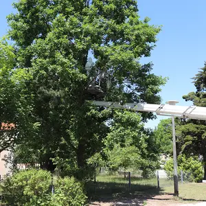 Facharbeiter entfernen die Nester an den befallenen Bäumen am Wallenstein-Spielplatz in Unterasbach