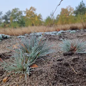 Sandfläche mit Silbergras 