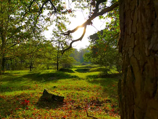 Im Vordergrund ist ein Baumstamm und eine Graslandschaft mit Laub zu sehen. Im Hintergrund befrinden sich viele Bäume und die Sonne scheint.