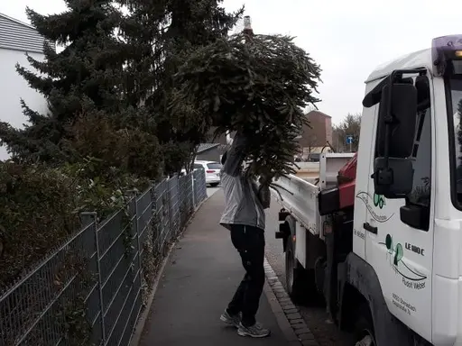 Ein Mann wirft einen Christbaum auf einen LKW.