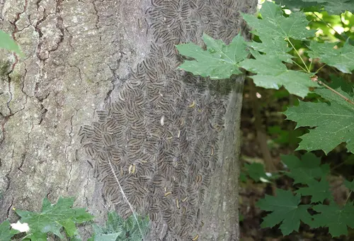 Finger weg! "Wuselndes" Raupennest an einer Eiche an der Bahnunterführung Oberer Locher Weg.